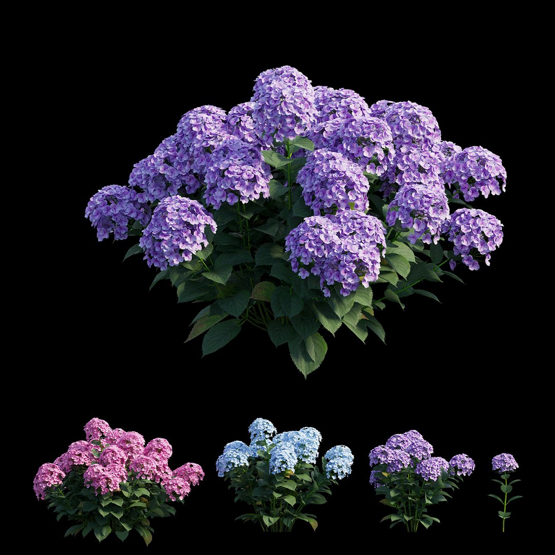 plants hydrangea set 21 3D https://p.turbosquid.com/ts-thumb/eT/Pqjpw2/4II75Eh8/view05/jpg/1597000934/1920x1080/fit_q87/f517418e7bb572e548f769d6b633f6469363eb45/view05.jpg