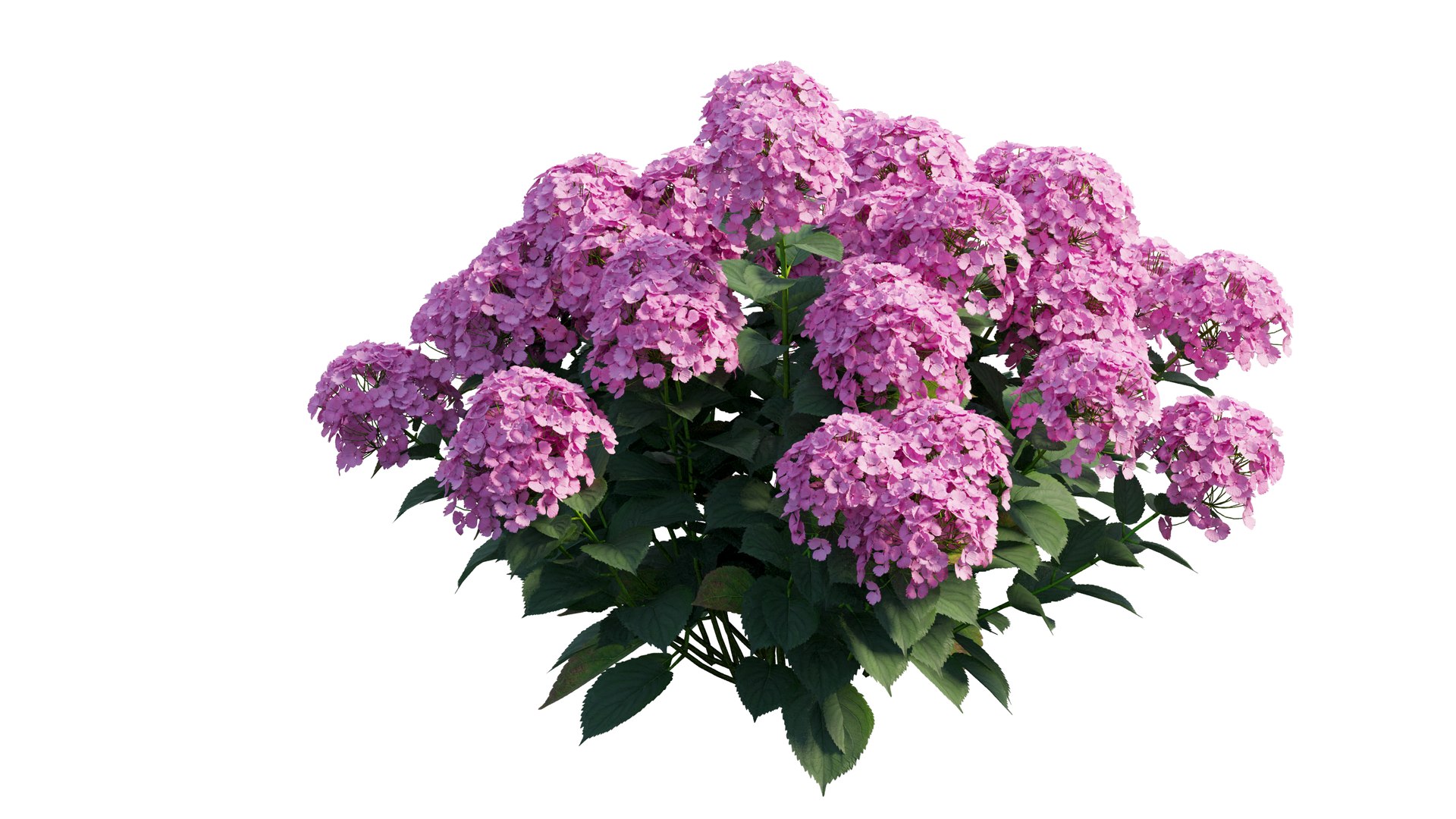 plants hydrangea set 21 3D https://p.turbosquid.com/ts-thumb/eT/Pqjpw2/FluFSaZ5/6_interactivelightmix/png/1597000814/1920x1080/fit_q87/b8c2e80c65007e9a6939c076378c9a1ede345d7b/6_interactivelightmix.jpg
