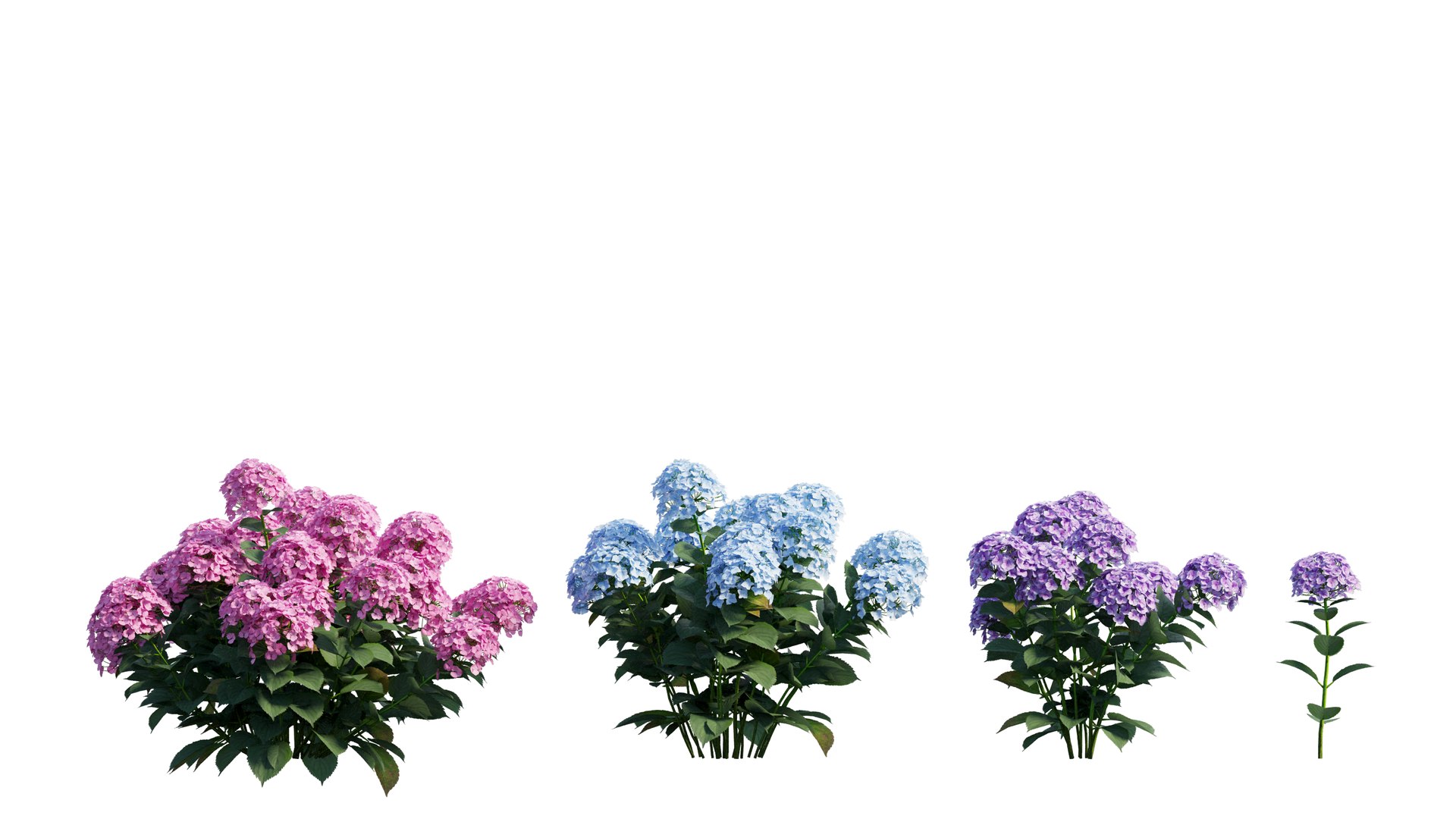 plants hydrangea set 21 3D https://p.turbosquid.com/ts-thumb/eT/Pqjpw2/GL9Z3FWK/1_interactivelightmix/png/1597000811/1920x1080/fit_q87/455acad737e20002063fdada229e92aa75cf5f99/1_interactivelightmix.jpg