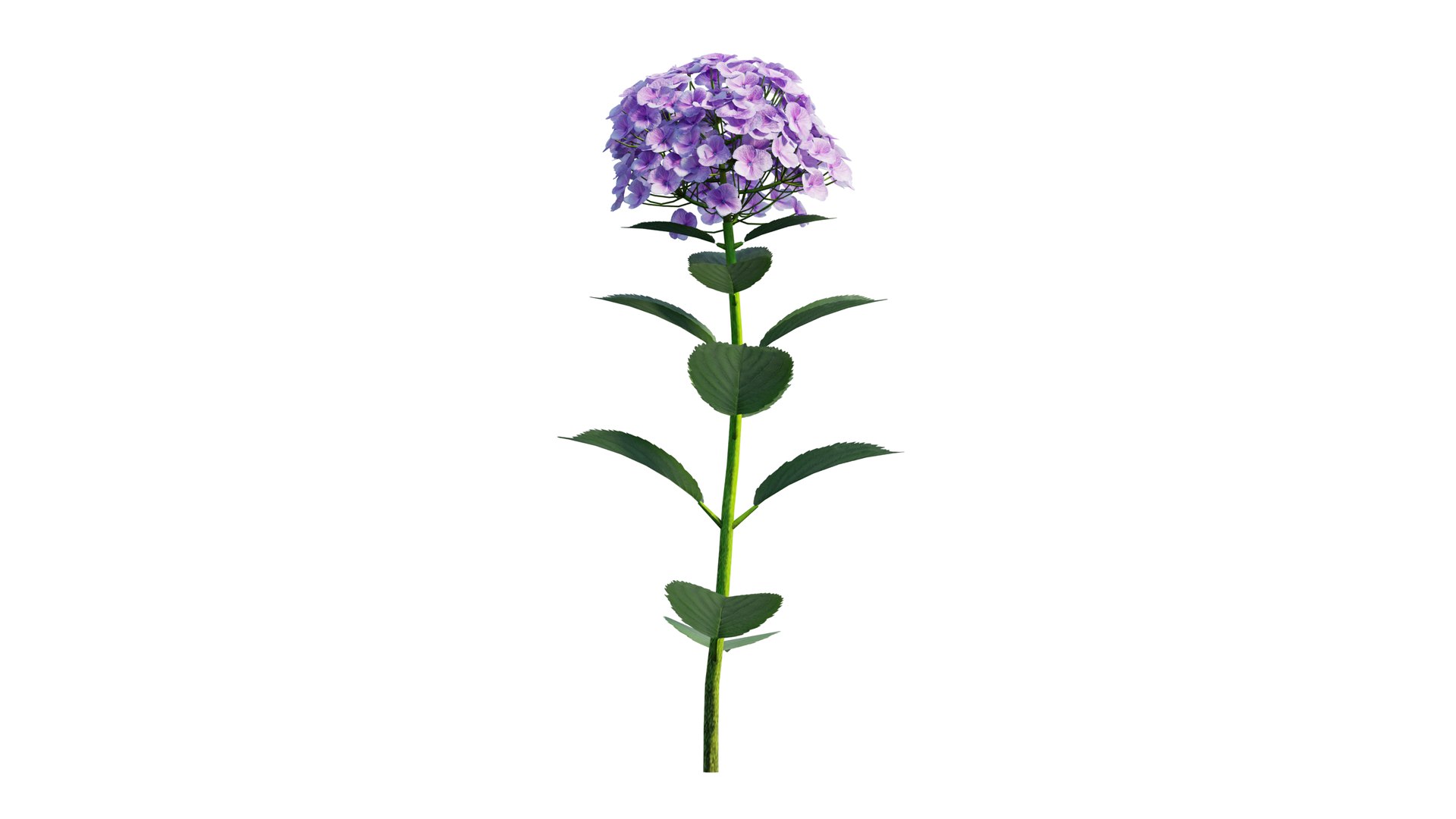 plants hydrangea set 21 3D https://p.turbosquid.com/ts-thumb/eT/Pqjpw2/IjiiLyOn/5_interactivelightmix/png/1597000813/1920x1080/fit_q87/1f3e74c77bbc4a6397d8de22c2f08ee518b6755e/5_interactivelightmix.jpg