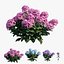 Ensemble d'hortensias végétaux 21