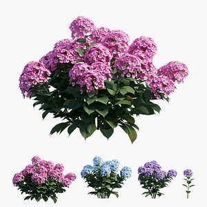 Plant Hydrangea set 21