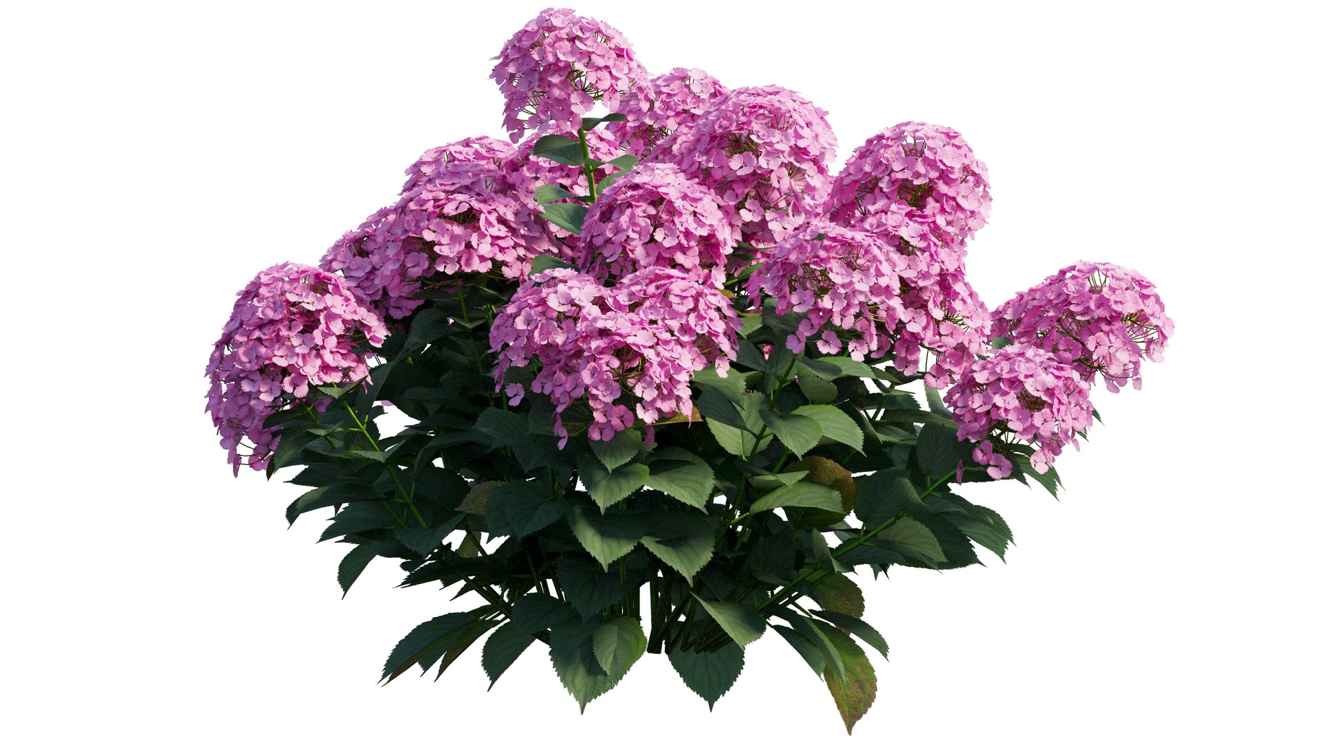 plants hydrangea set 21 3D https://p.turbosquid.com/ts-thumb/eT/Pqjpw2/T6tLlyp4/2_interactivelightmix/png/1597000813/1920x1080/fit_q87/e6b780e3b3c6637e126e31ca64d71c502744ba19/2_interactivelightmix.jpg