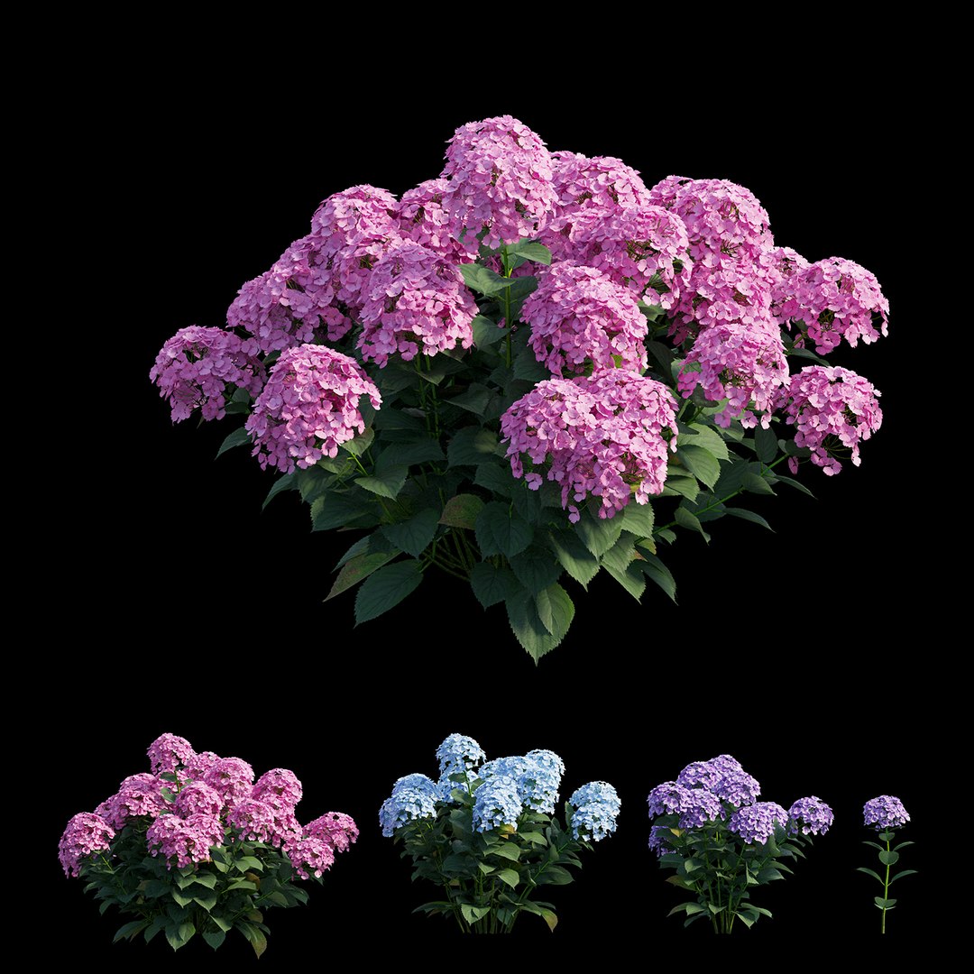 plants hydrangea set 21 3D https://p.turbosquid.com/ts-thumb/eT/Pqjpw2/UMwyPB2x/view04/jpg/1597000935/1920x1080/fit_q87/18b42e81755c88530fda7ed3097796f336120631/view04.jpg