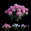 Ensemble d'hortensias végétaux 21