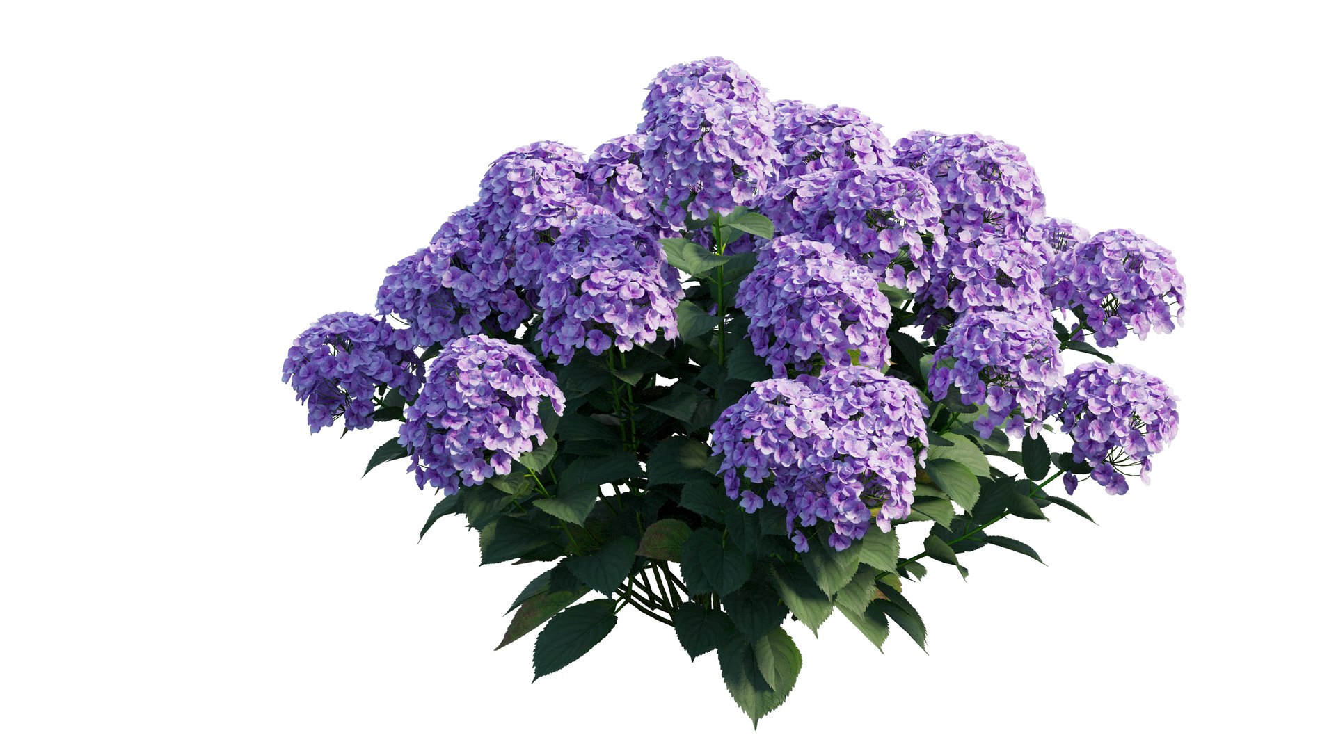 plants hydrangea set 21 3D https://p.turbosquid.com/ts-thumb/eT/Pqjpw2/cdMBUnEA/7_interactivelightmix/png/1597000812/1920x1080/fit_q87/99cf5a8b342aa9c360ef98cc19a3b3a1e91d20b4/7_interactivelightmix.jpg