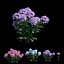 Ensemble d'hortensias végétaux 21