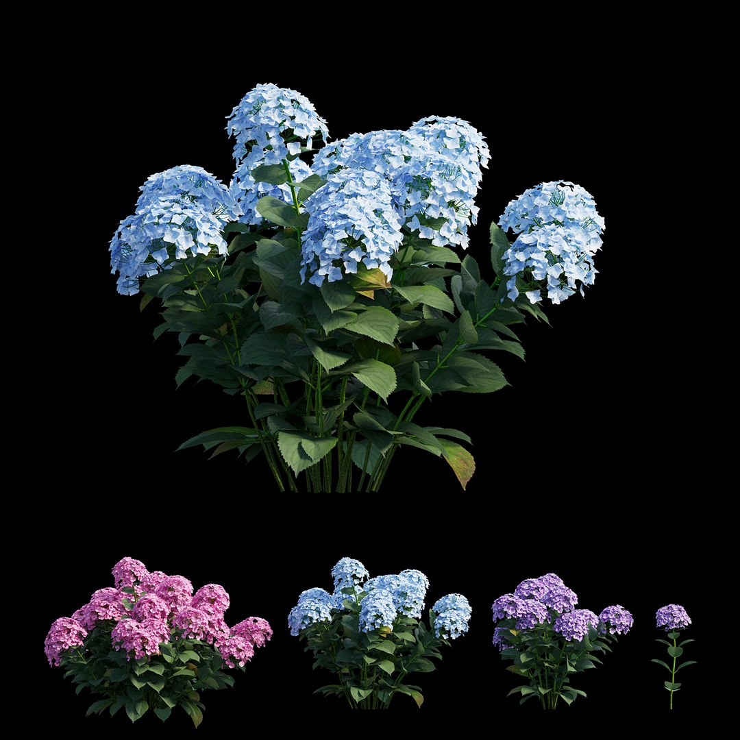 plants hydrangea set 21 3D https://p.turbosquid.com/ts-thumb/eT/Pqjpw2/hB5mGluo/view02/jpg/1597000933/1920x1080/fit_q87/743547d417a5ceb9a038aec59f1962810cfeca47/view02.jpg