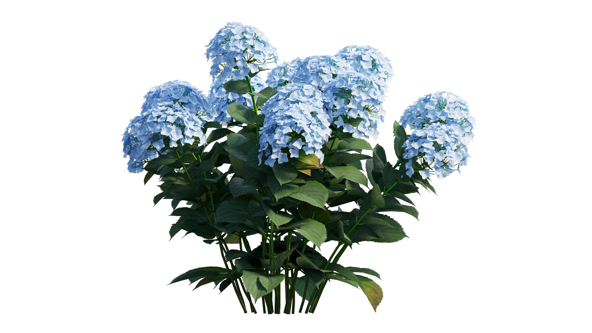 plants hydrangea set 21 3D https://p.turbosquid.com/ts-thumb/eT/Pqjpw2/p1AJ2uUU/3_interactivelightmix/png/1597000813/1920x1080/fit_q87/b3f63342e350f0c5ec9791b69f0b13f71d504d16/3_interactivelightmix.jpg