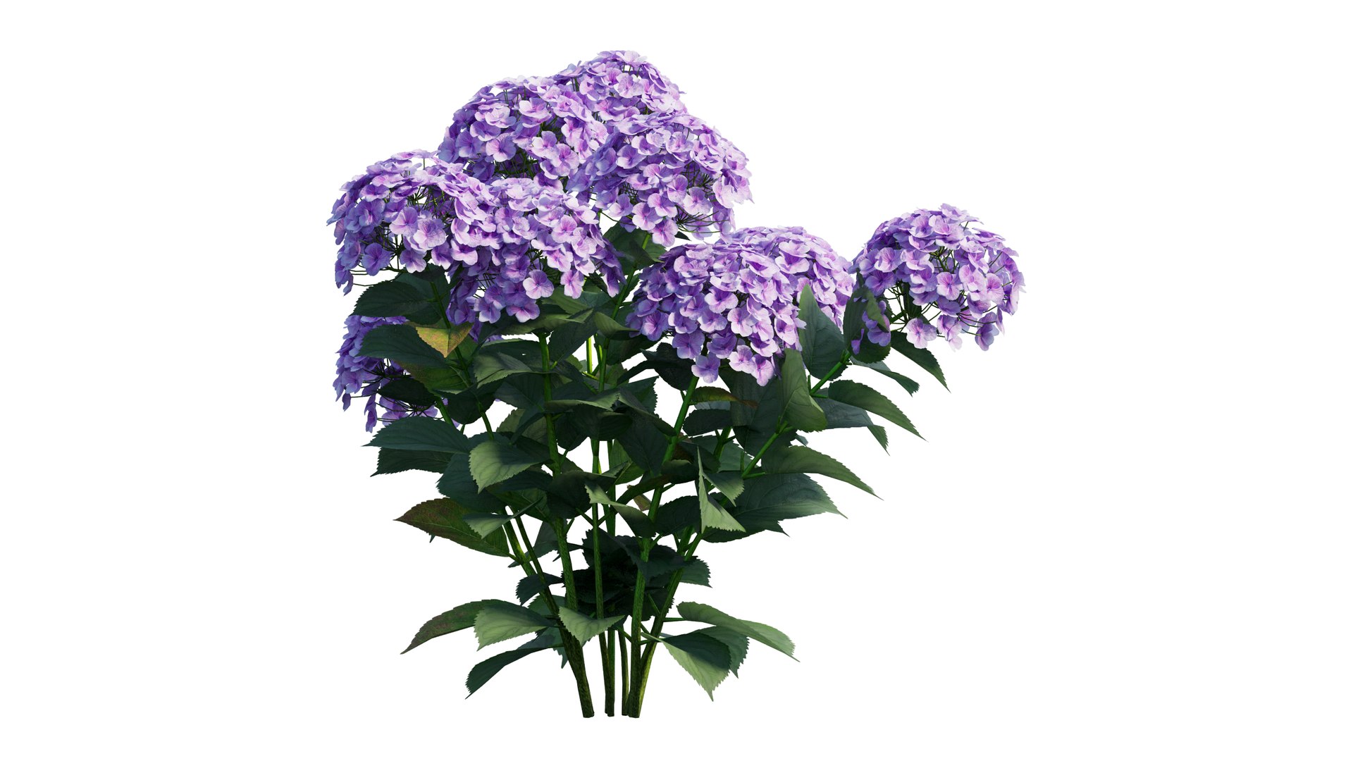 plants hydrangea set 21 3D https://p.turbosquid.com/ts-thumb/eT/Pqjpw2/pAVwnd9T/4_interactivelightmix/png/1597000813/1920x1080/fit_q87/0030c84e5e7b31bb75ad5cb926931ddc7838b246/4_interactivelightmix.jpg