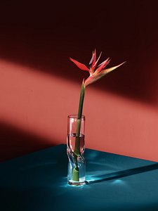 Strelitzia Flower 3D model