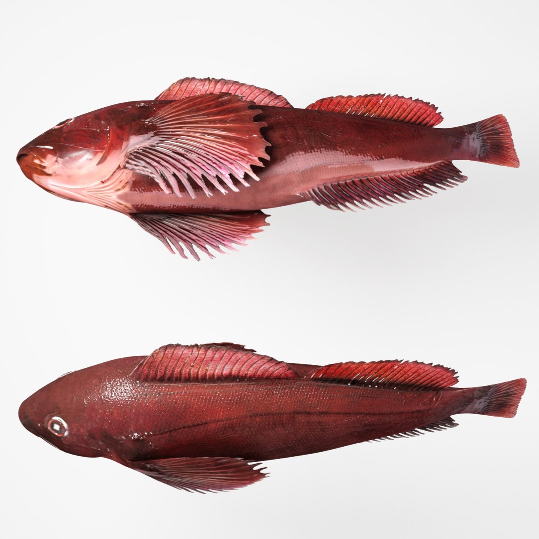 Rasp fish 3D model - TurboSquid 1368472