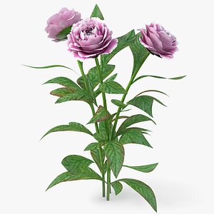 realistic peony flower 3D