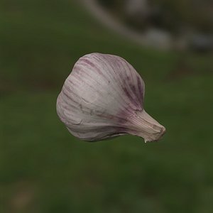 Garlic