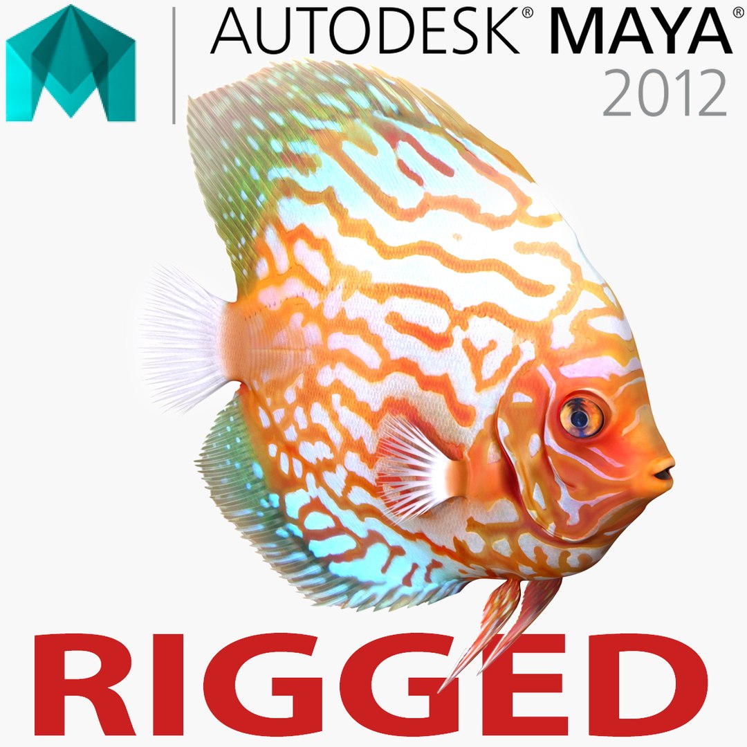 Symphysodon Fish Rigged for Maya 3D model preview