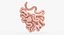 3D model small intestine anatomy