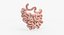 3D model small intestine anatomy