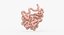 3D model small intestine anatomy