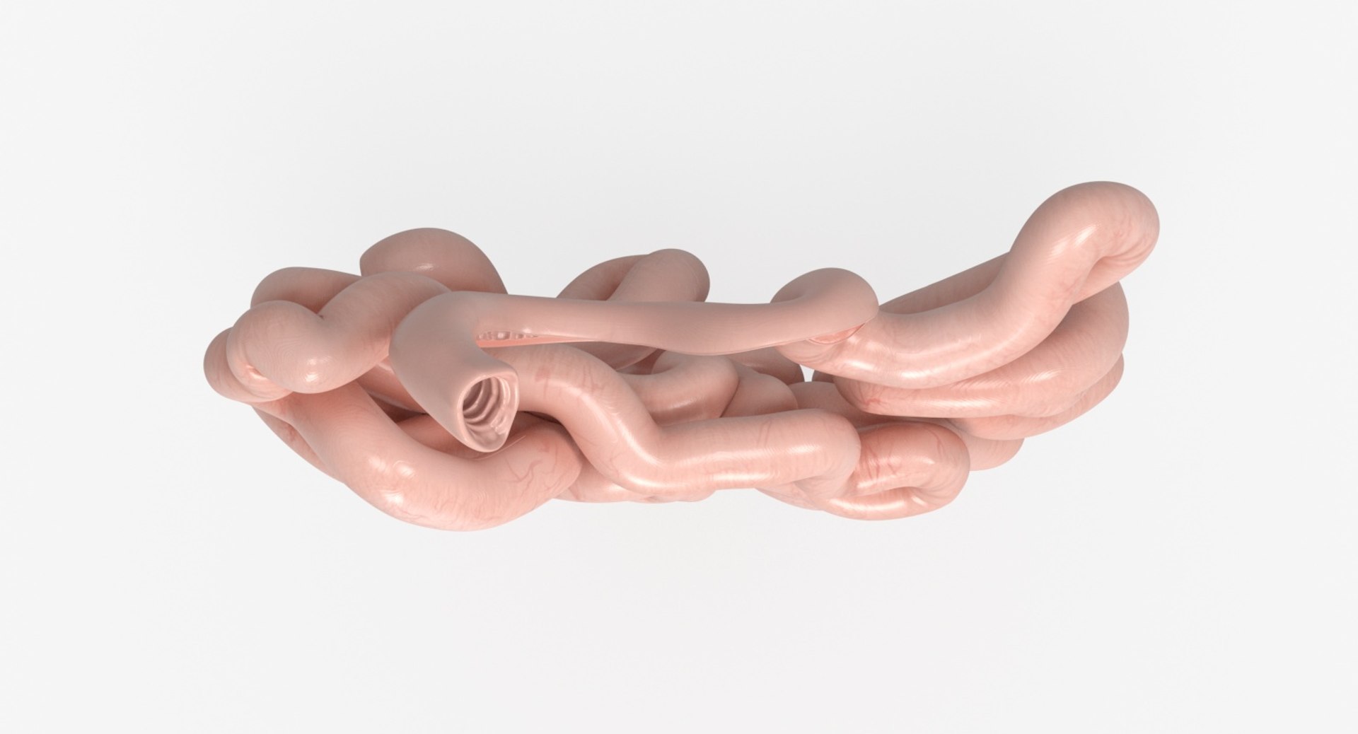 3D Model Small Intestine Anatomy - TurboSquid 1382154
