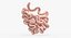 3D model small intestine anatomy