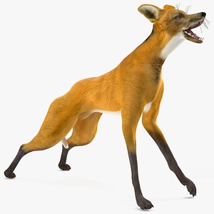 Chrysocyon Rigged 3D model