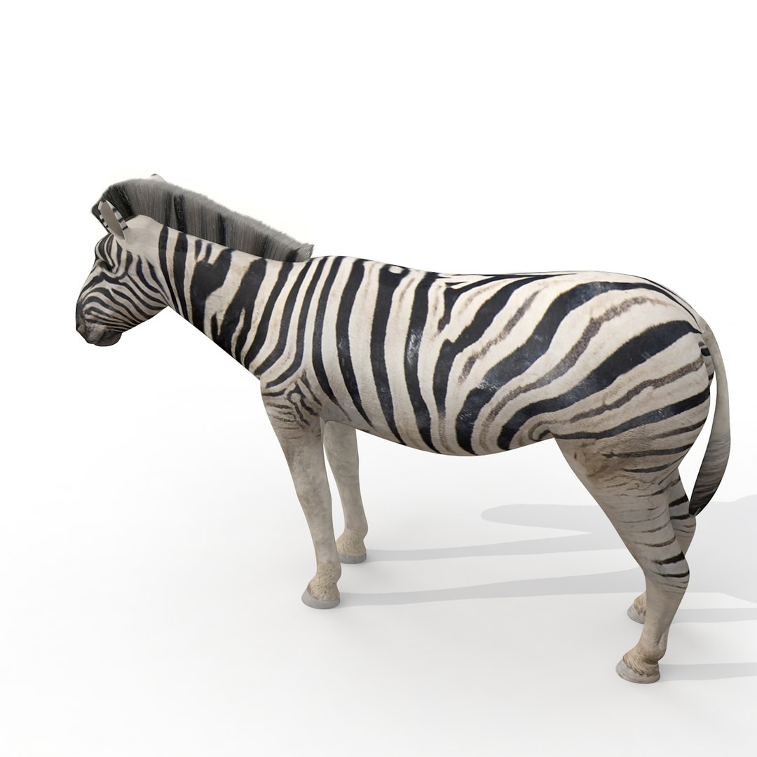 3d Zebra Rigged Model