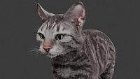 Realistic Silver Tabby Cat