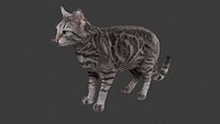 Realistic Silver Tabby Cat