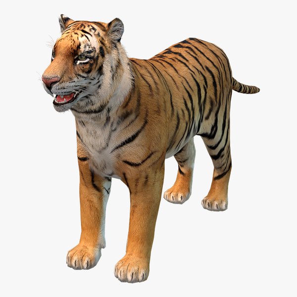 realistic tiger 3d model