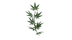 Cannabis Plant model