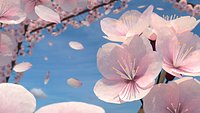 Cherry Blossoms