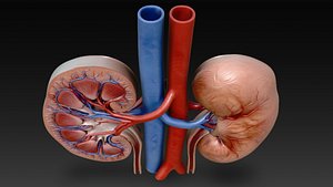 3D model Human Kidney Anatomy Cross Section 3D Model