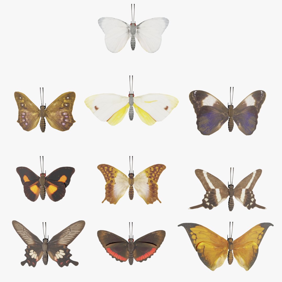 3D Butterfly Collection PBR Rigged Animated https://p.turbosquid.com/ts-thumb/eU/TJVLOK/7H/bp1thumb/png/1630611322/1920x1080/fit_q87/edd086e455395adea836ea154bc8308fe934b1a3/bp1thumb.jpg
