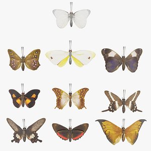 3D Butterfly Collection PBR Rigged Animated