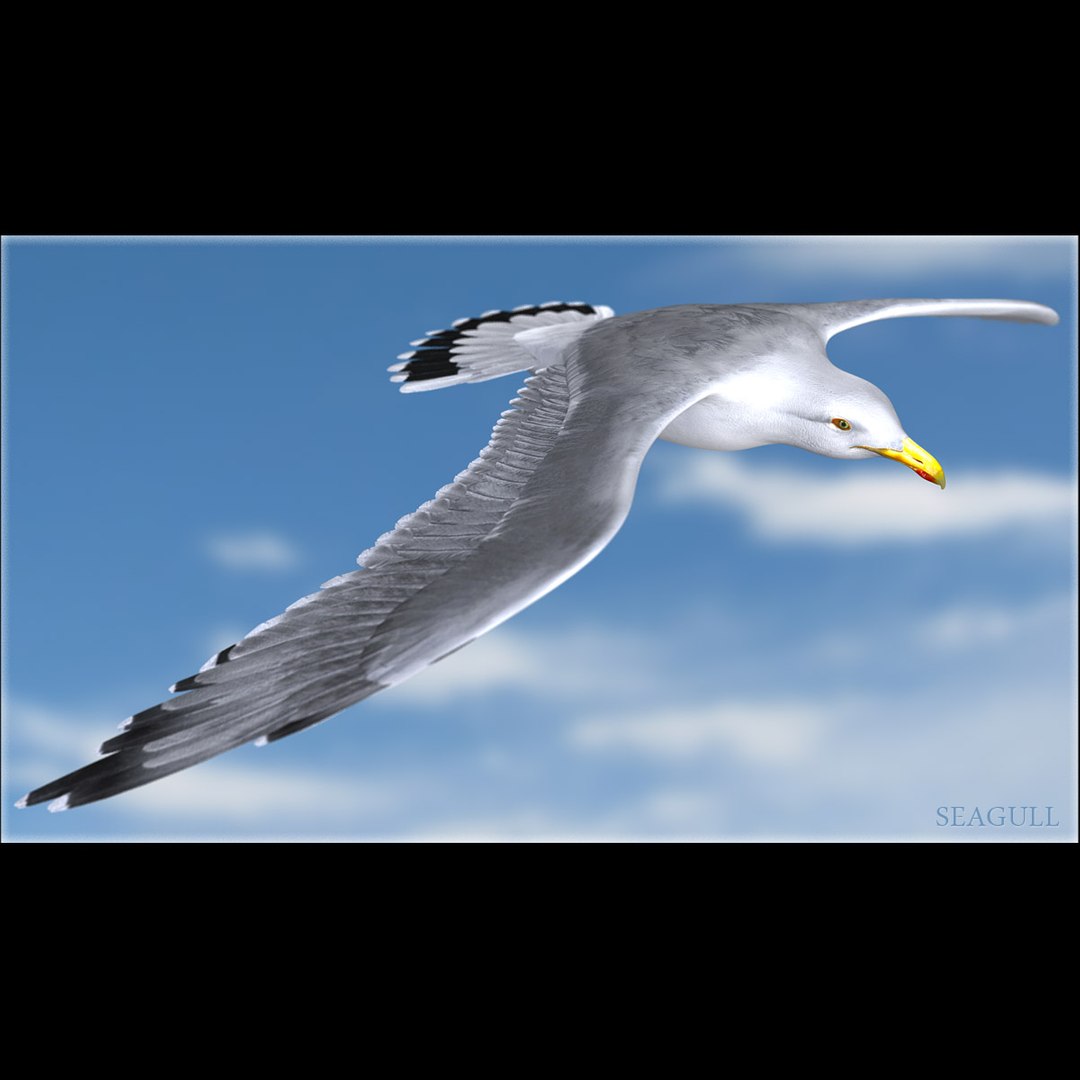 seagull feathers modeled 3d model https://p.turbosquid.com/ts-thumb/eU/dwJ3K2/8vvMVTHx/gullhd01/jpg/1293001060/1920x1080/fit_q87/15c66e23e172ff3d41bbc419914627c87f75818d/gullhd01.jpg