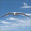 Seagull