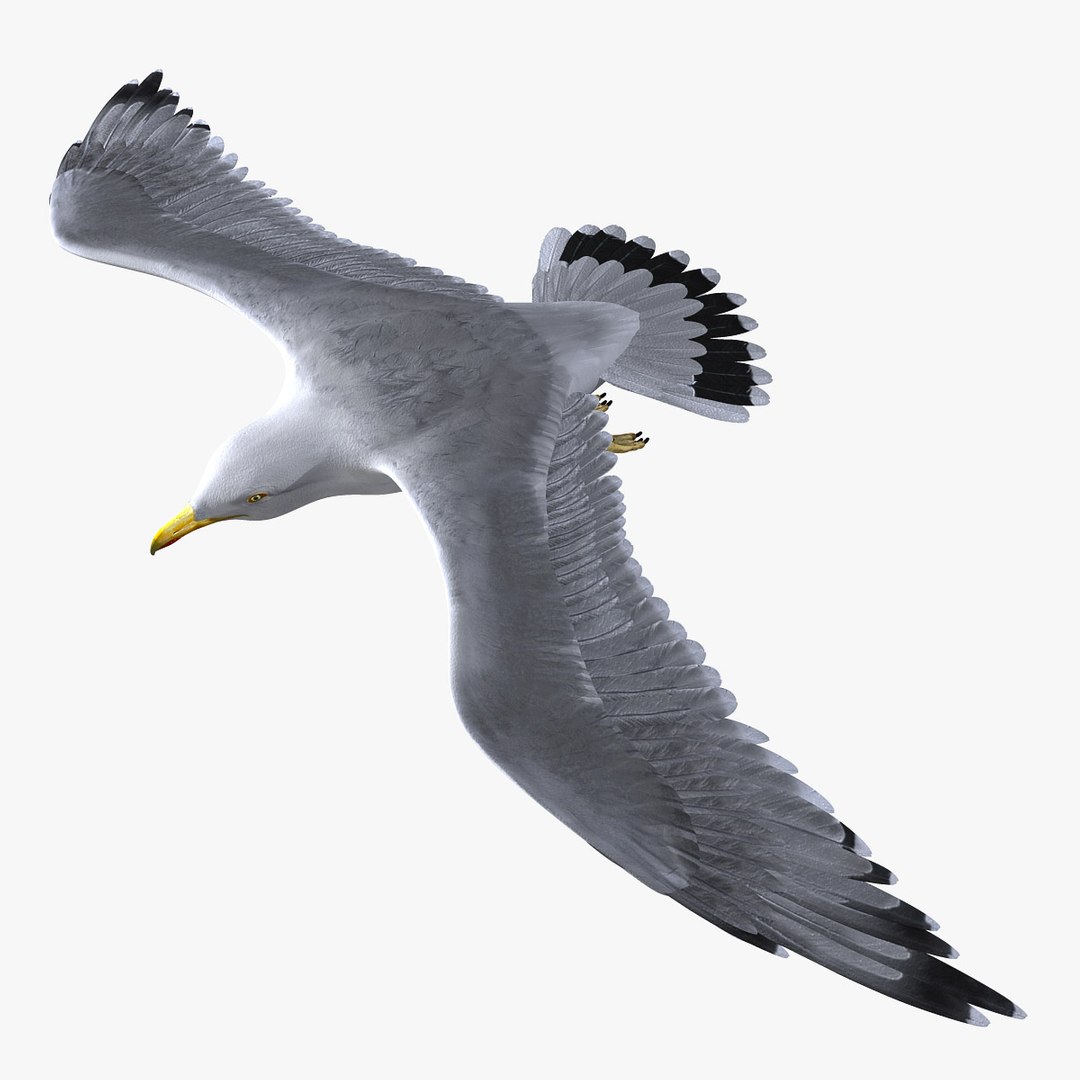 seagull feathers modeled 3d model https://p.turbosquid.com/ts-thumb/eU/dwJ3K2/JsA3lgj8/hd2/jpg/1302083388/1920x1080/fit_q87/bb1d19eae76b4088222e747485d4a9d9a73978cc/hd2.jpg
