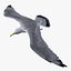 Seagull
