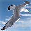 Seagull