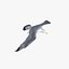 Seagull