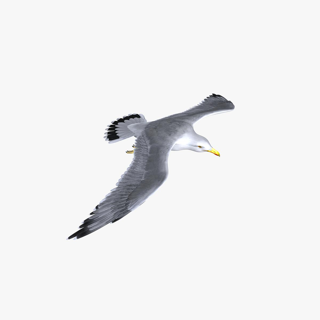 seagull feathers modeled 3d model https://p.turbosquid.com/ts-thumb/eU/dwJ3K2/Qt1imvaz/turn/jpg/1302089900/1920x1080/turn_fit_q99/cb366c82e6b8deeb0f61c6bd5d286064cdf3d206/turn-1.jpg