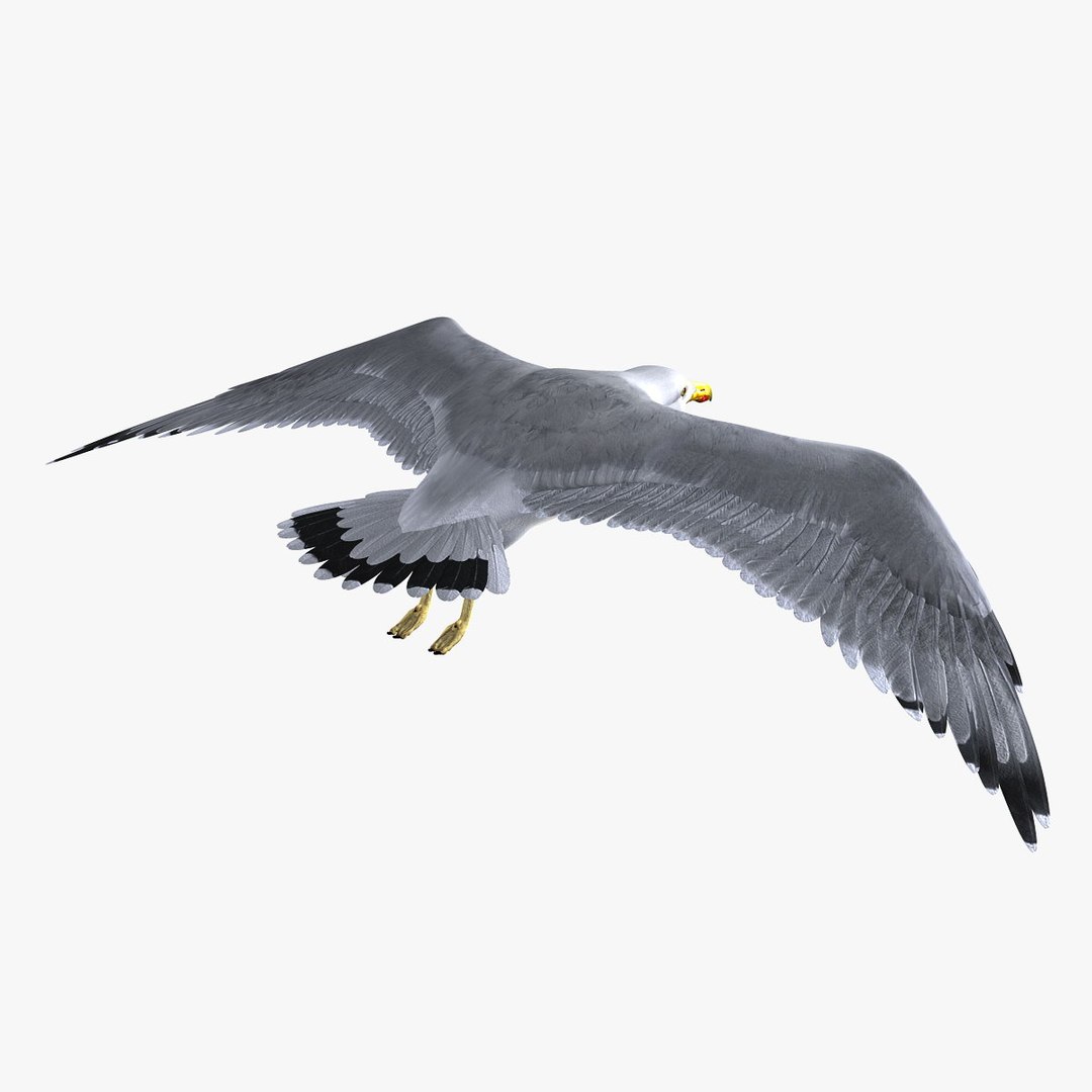 seagull feathers modeled 3d model https://p.turbosquid.com/ts-thumb/eU/dwJ3K2/UBLYaoGi/hd5/jpg/1302083388/1920x1080/fit_q87/7c9ab398257607f199d0120133a54cb4ebfffc95/hd5.jpg