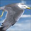 Seagull