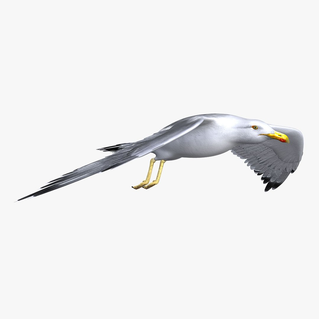 seagull feathers modeled 3d model https://p.turbosquid.com/ts-thumb/eU/dwJ3K2/dBmKVVbO/hd3/jpg/1302083388/1920x1080/fit_q87/74200e01fb6518e5a6ccc3d0d2d20381ba73f774/hd3.jpg