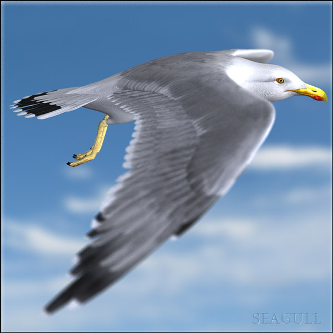 seagull feathers modeled 3d model https://p.turbosquid.com/ts-thumb/eU/dwJ3K2/hW8l6gMz/gullhd09/jpg/1293001060/1920x1080/fit_q87/46c95ce63b816f56a764c8d78af245f7344c9a1b/gullhd09.jpg