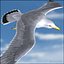 Seagull