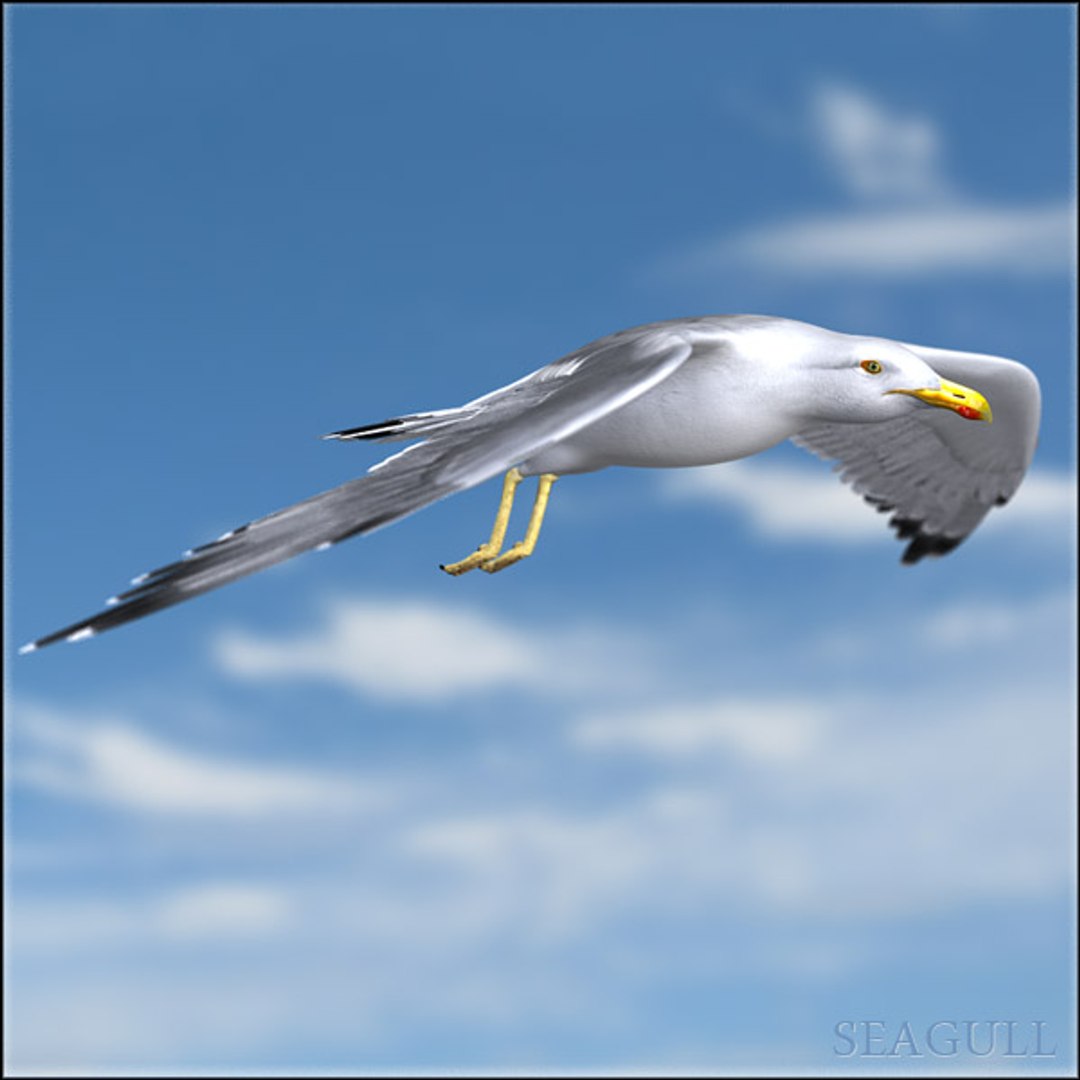 seagull feathers modeled 3d model https://p.turbosquid.com/ts-thumb/eU/dwJ3K2/rk9o9SLM/gullhd04/jpg/1293001060/1920x1080/fit_q87/e92aa84078f576c1320973a6cc92e07d9efc0066/gullhd04.jpg