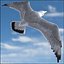 Seagull