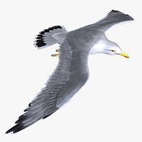 Seagull