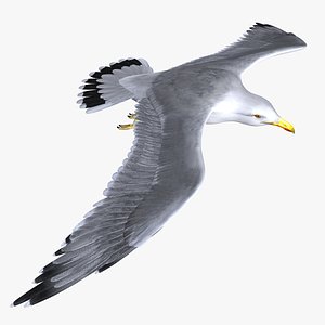 seagull feathers modeled 3d model